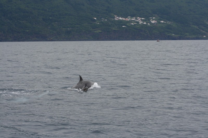 whale_watching_idosos_3