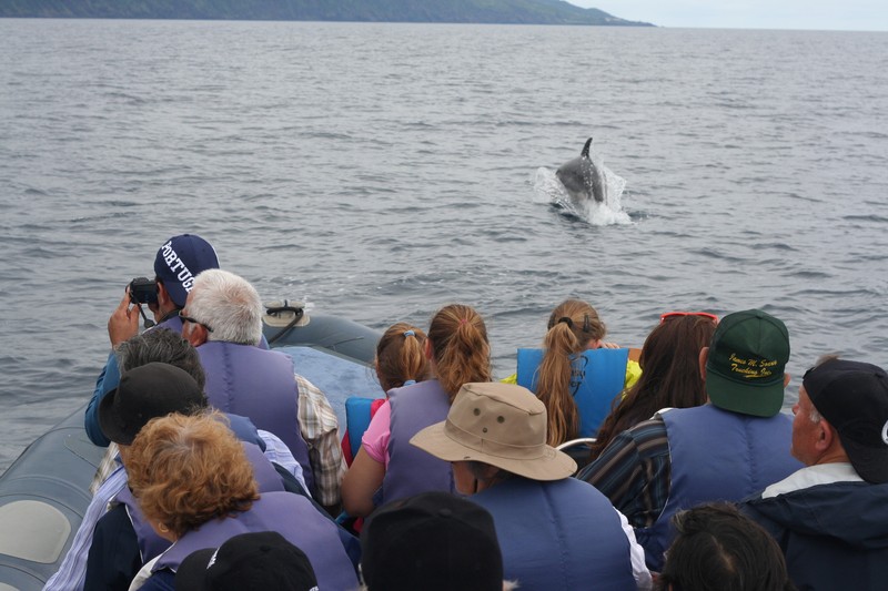 whale_watching_idosos_4