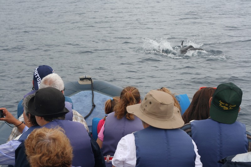 whale_watching_idosos_5