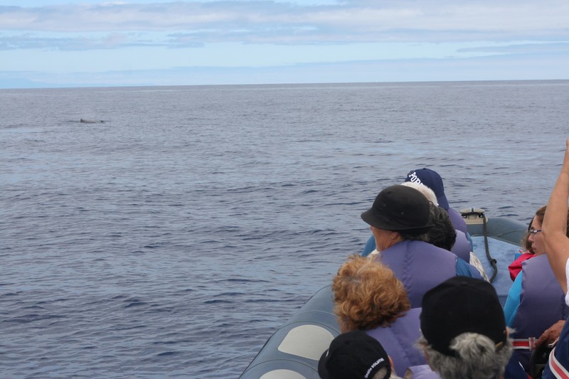 whale_watching_idosos_7