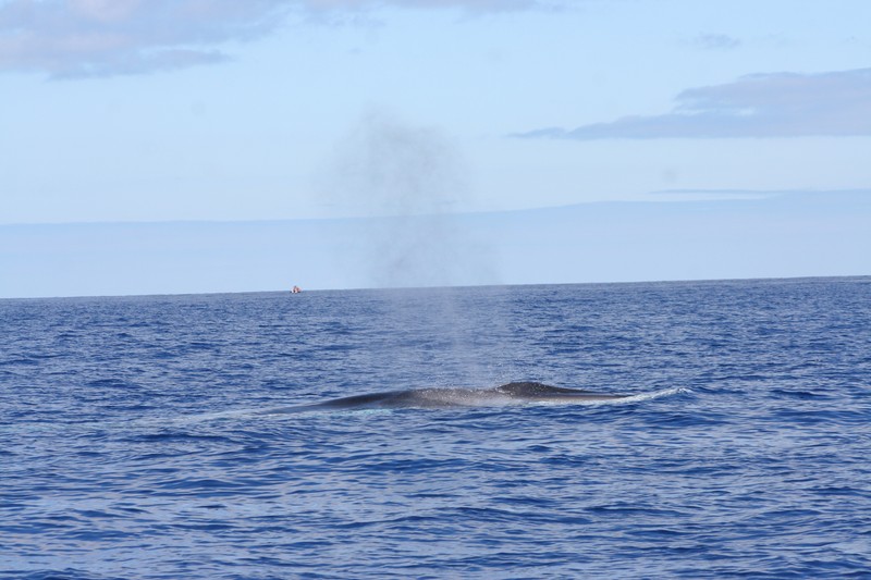 whale_watching_idosos_9