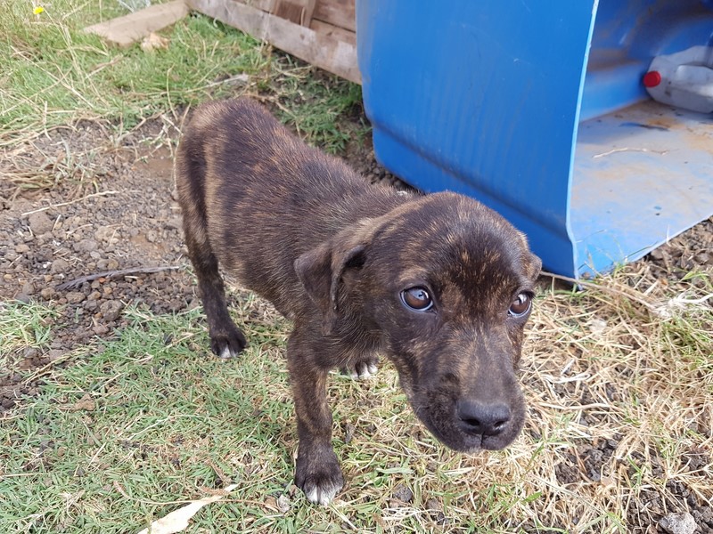 cachorra