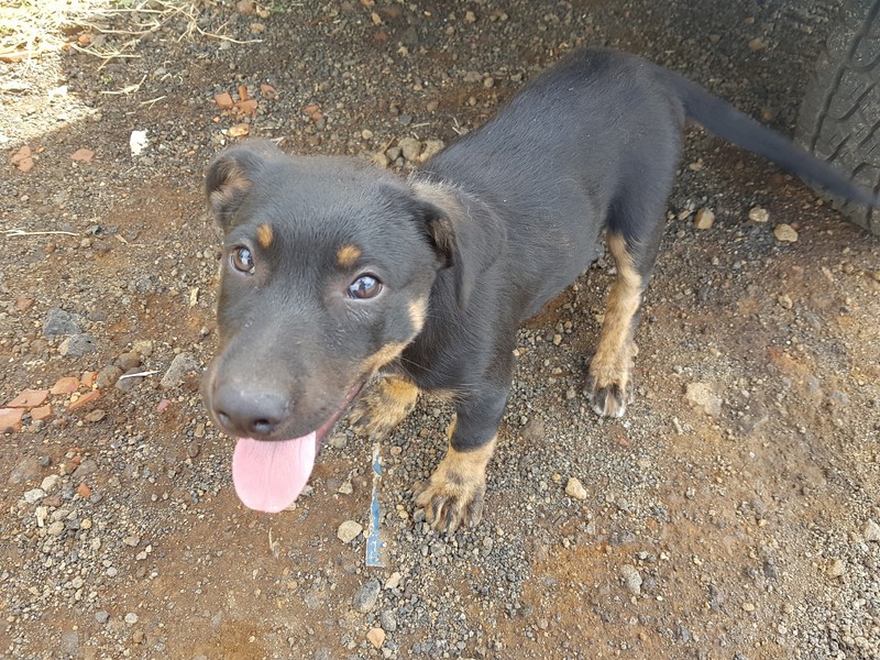 cachorro
