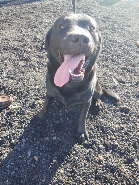 09_labrador